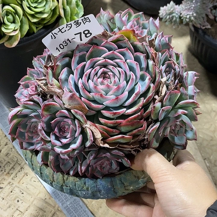 知***乐小七夕多肉侧影78