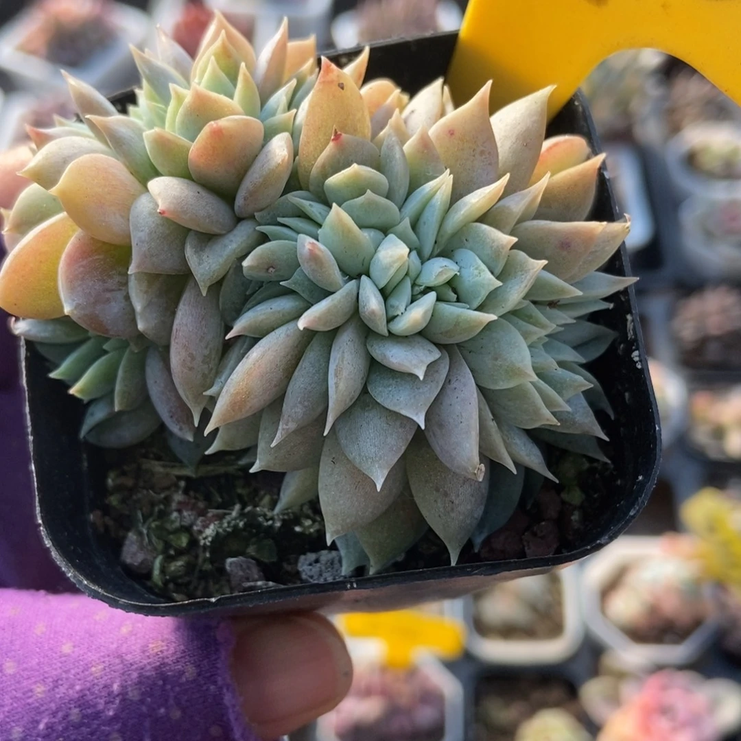 2096木樨甜心缀多肉植物