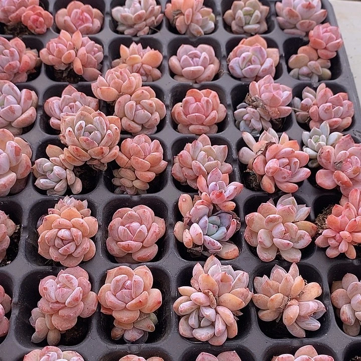 129 多肉植物盆栽植物