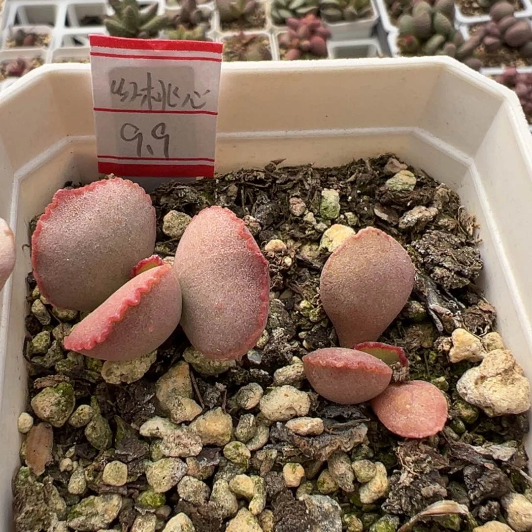 红桃心多肉植物水泡