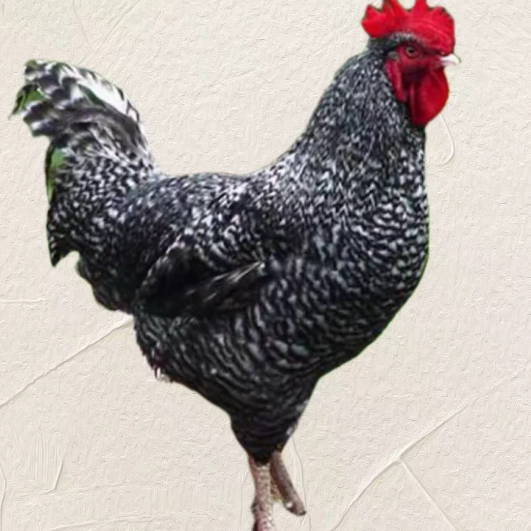 汶上芦花鸡2个月散养绿壳蛋鸡新鲜生鲜整只发货6个