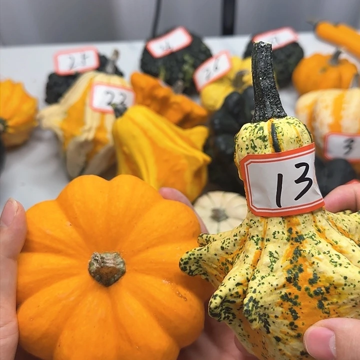 无花朵丰丰丰丰丰丰