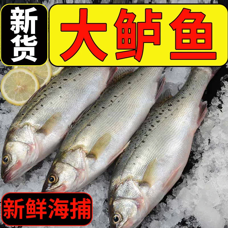 海鲈鱼5斤4条速冻发货