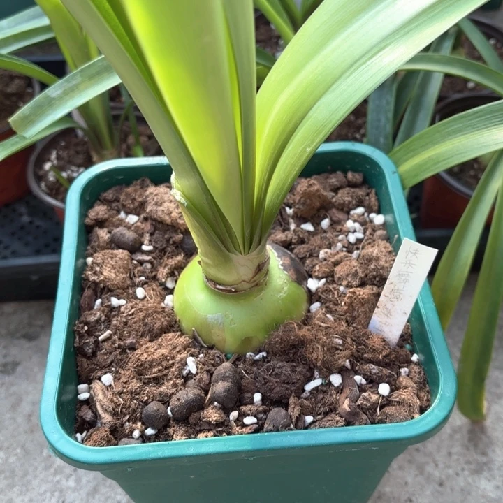 无花朵快乐舞者7厘米不带盆