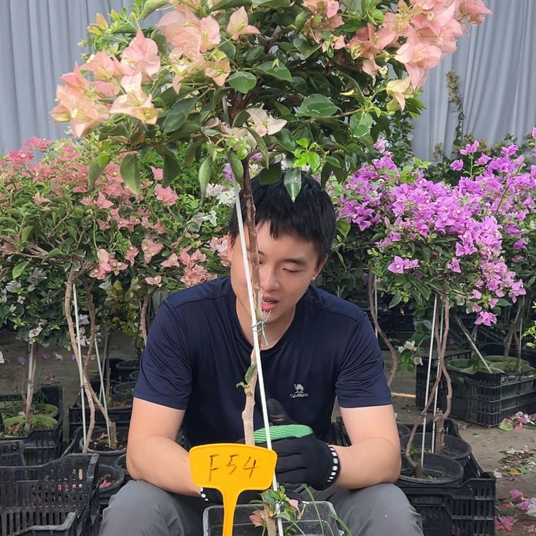 山***香大部分花苞少量开放F54卡亚塔
