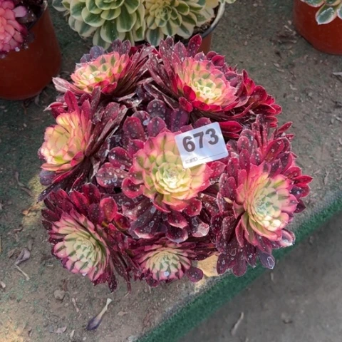 673铜壶锦朵朵多肉，