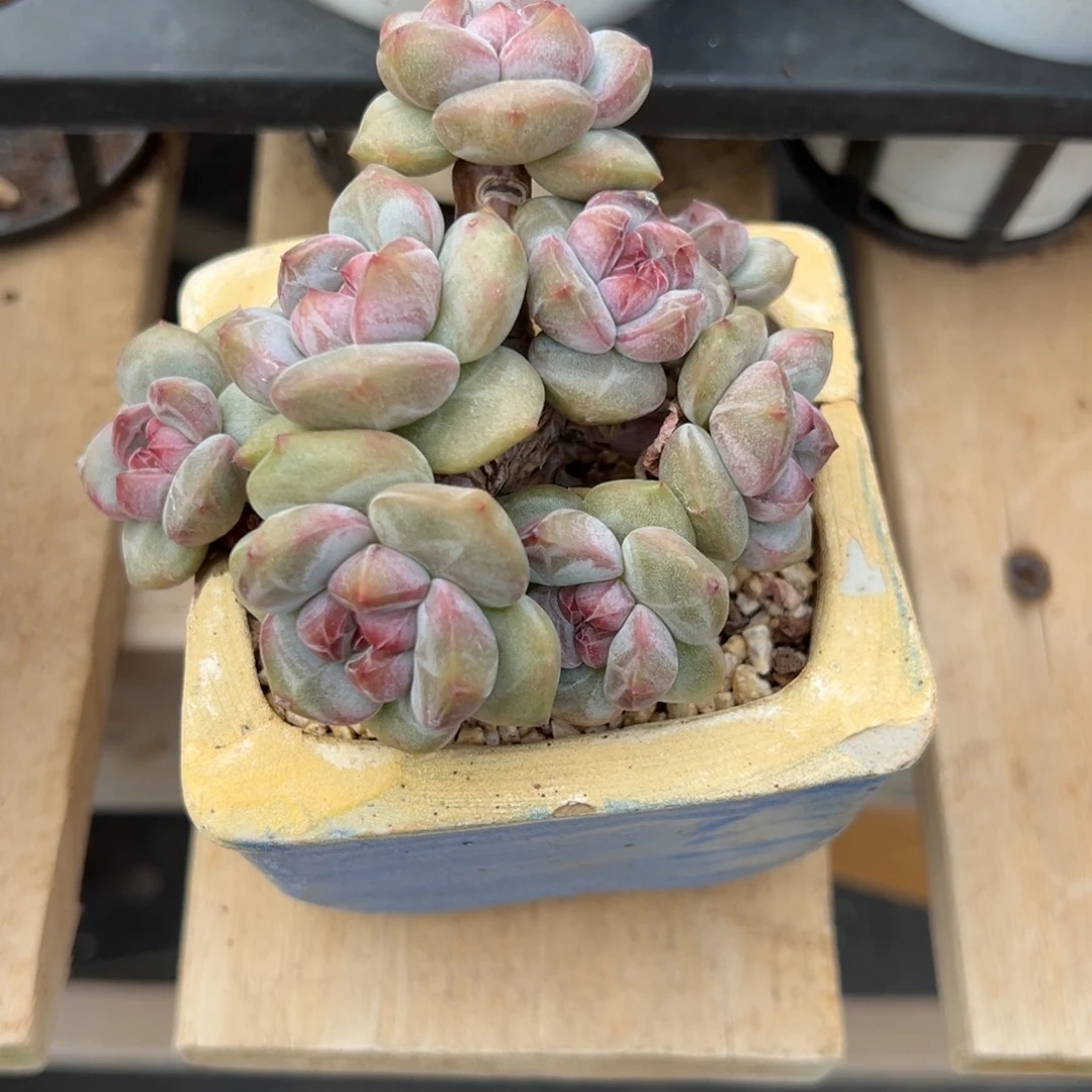 多***生精品多肉一物一拍