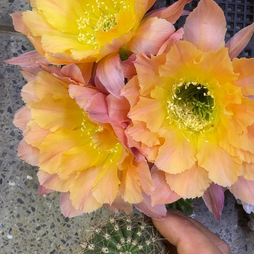 305彩草南湖12歪4公分左右无根侧牙，20包邮