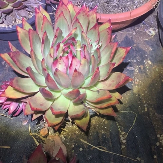 (****)每日特价活动开始了