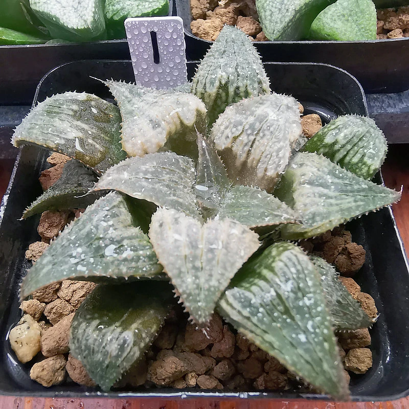 1-7实生寿一物一拍根系好品相佳带盆发货多肉植物10月29日更新