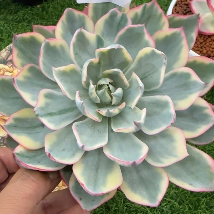1599阿美星锦多肉植物的时候