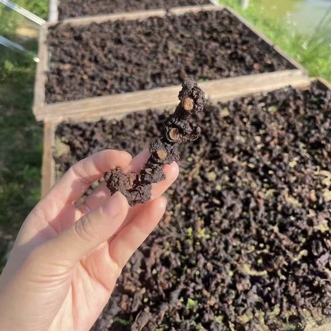 粤北深山老虎姜野山姜