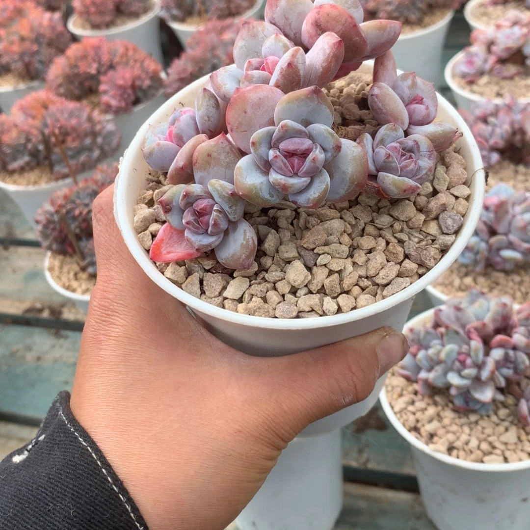 无花朵哈哈哈哈哈哈哈哈哈5