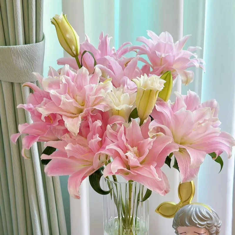 培育球贵妃重瓣百合种球盆栽云南基地直发耐寒耐热易养（年后开花）