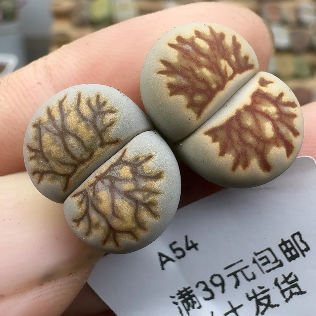 54多肉哈哈哈哈哈哈哈