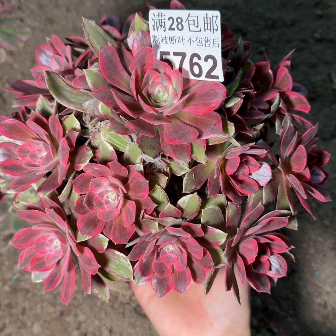 5762浣纱多肉植物提取