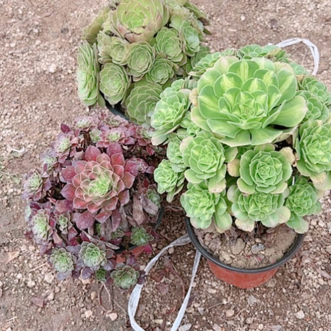 【闪购商品】无花朵活****点66号套餐3颗多肉植物