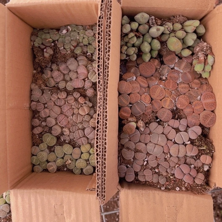 一箱两层88888888888