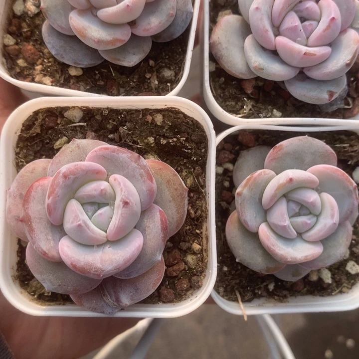 韩版 奶茶。（满9.99包邮不满9.99发空盆）