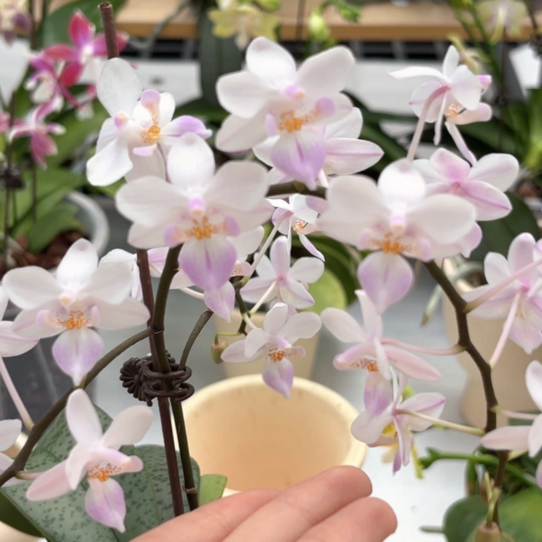 完全开放2.8寸樱花雨开花株