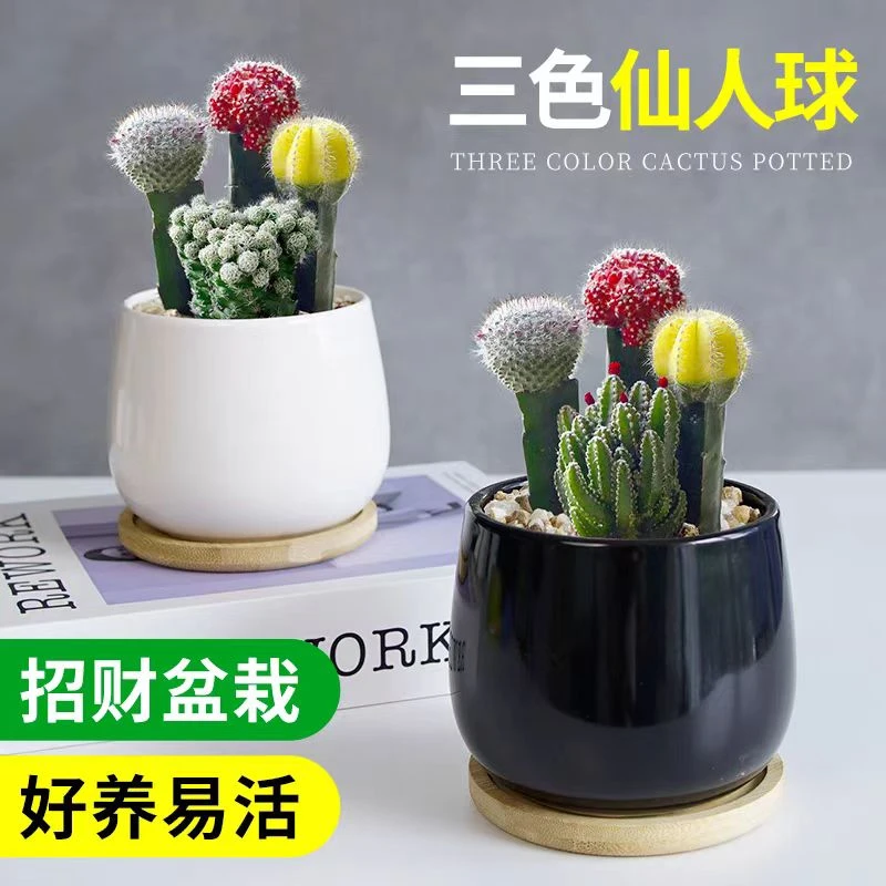 彩色仙人球三色球耐旱多肉植物盆栽室内花卉客厅绿植办公室防辐射