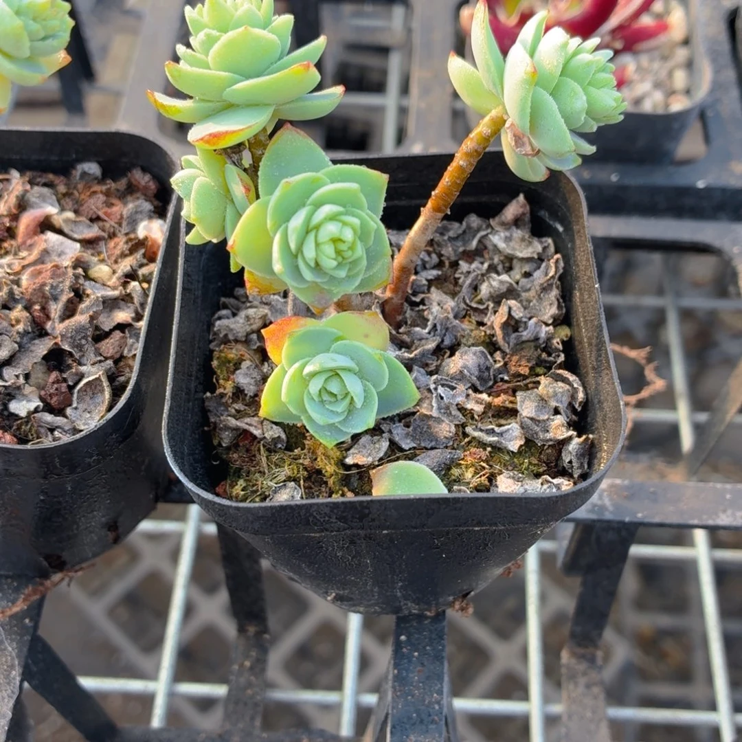 薄化妆多肉9.9包邮发货