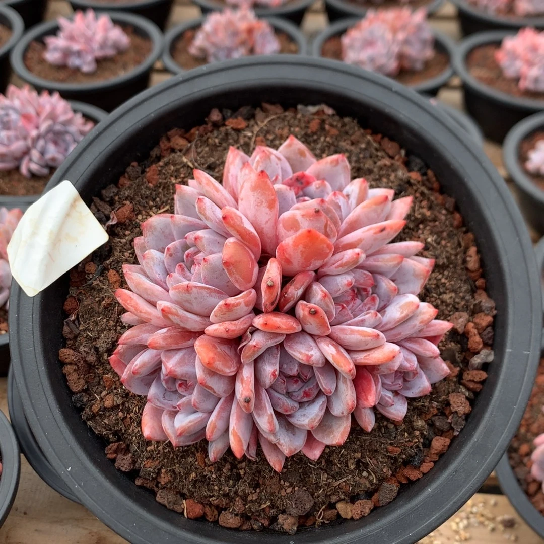 12.5厘米六头有砍星影 521