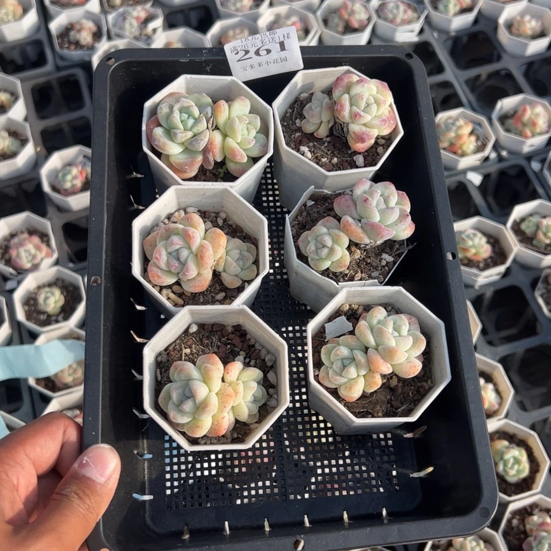 武***士261号瑕疵冰玉双头到手6颗默认微瑕呲 不售后 一物一拍