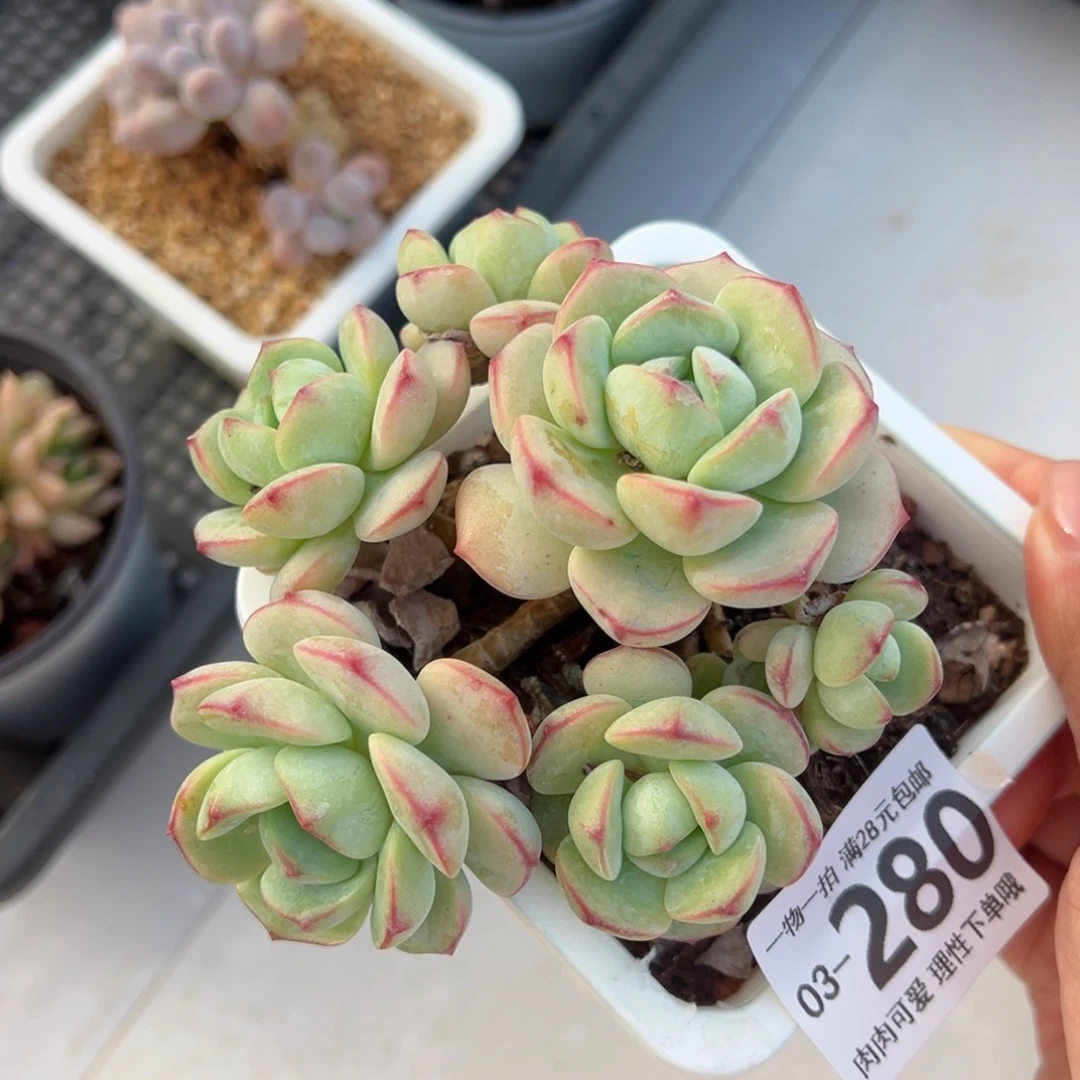 白底香草老桩多肉多肉多肉多肉
