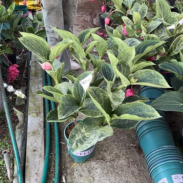 用***5少量花朵（建议范围：2朵-5朵 或40%以下）