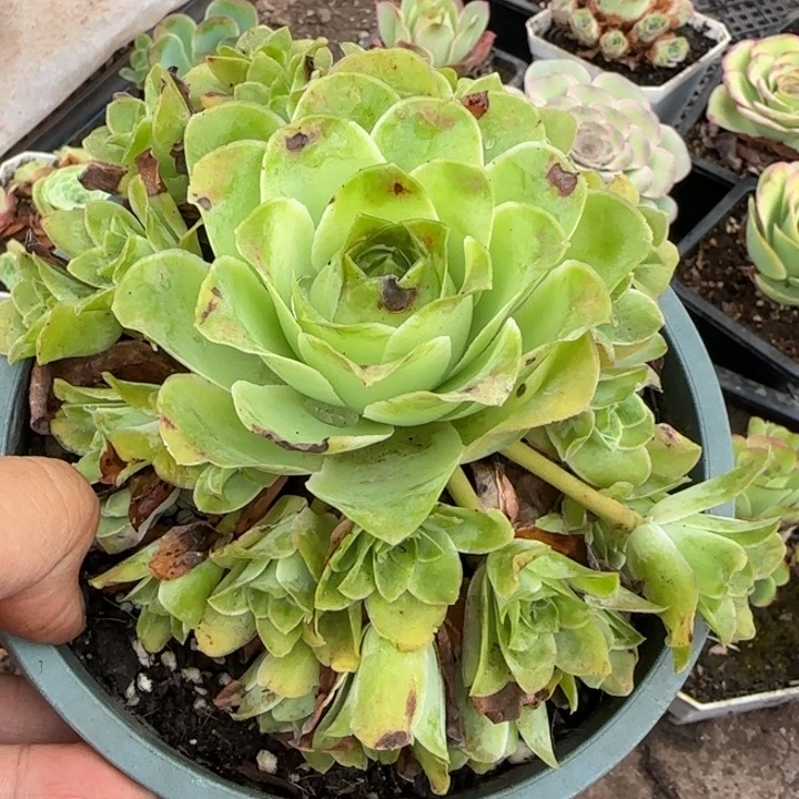 老庄母本群孤品15厘米双层捧花144424272727272