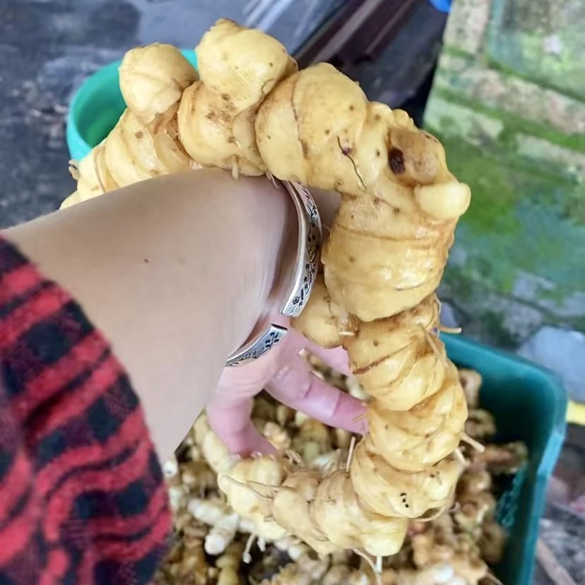 野生多花老虎姜九蒸九晒古法工艺炮制仙人余粮辟谷餐