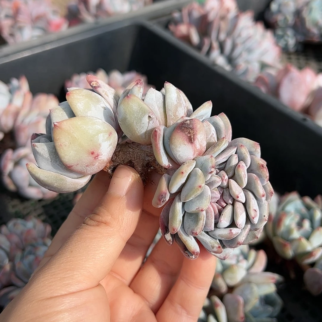 做****人cjchfgfgfgvvvvvgvgghhh