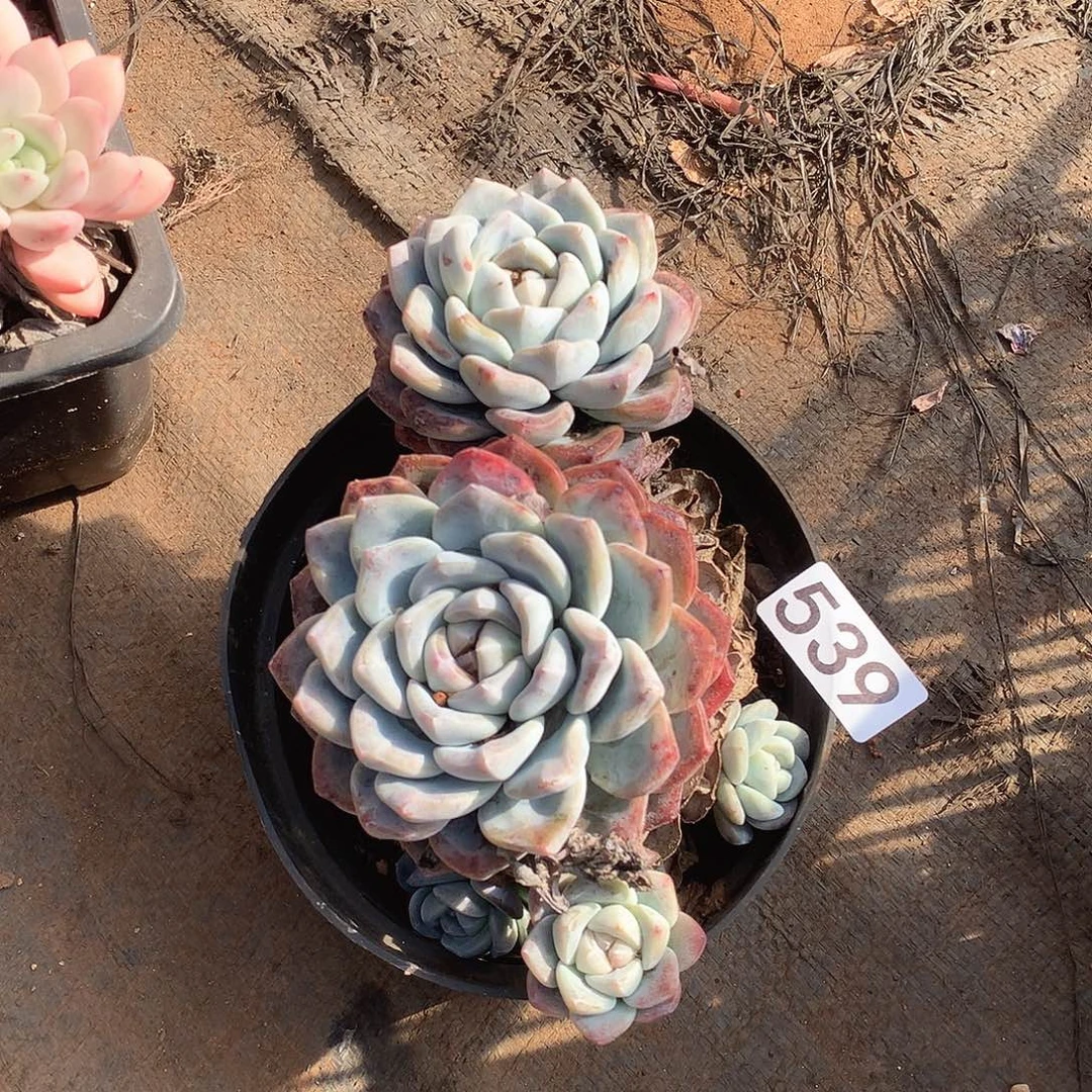 539冰玉 一物一拍多肉