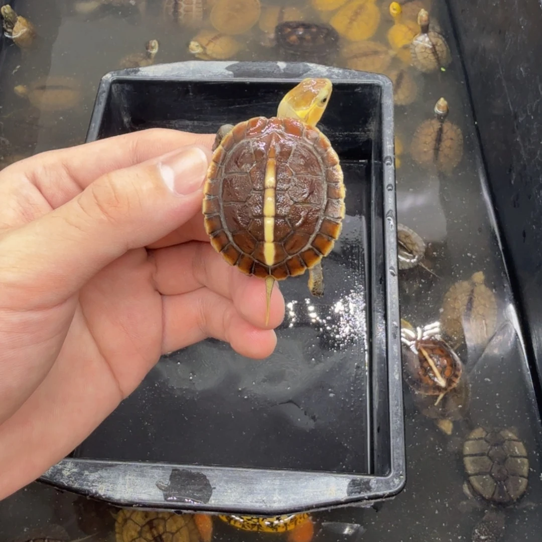 不分公母宠物龟缘