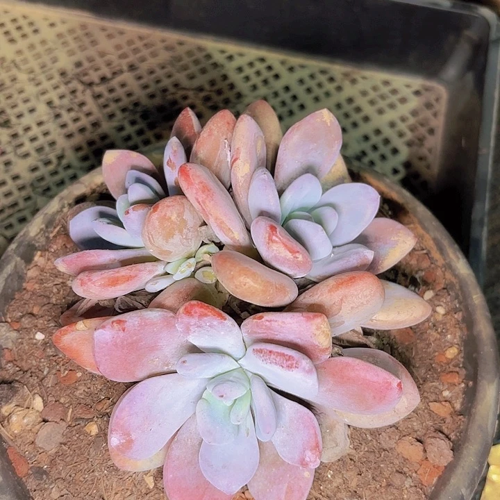 悠*粉兔一物一拍126800