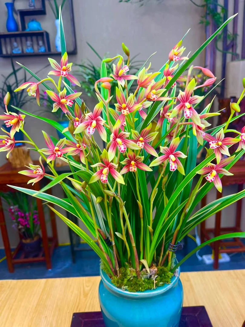 兰花 建兰铭品【小国魂带5-8支花剑】带湛蓝陶瓷盆 室内外浓香型