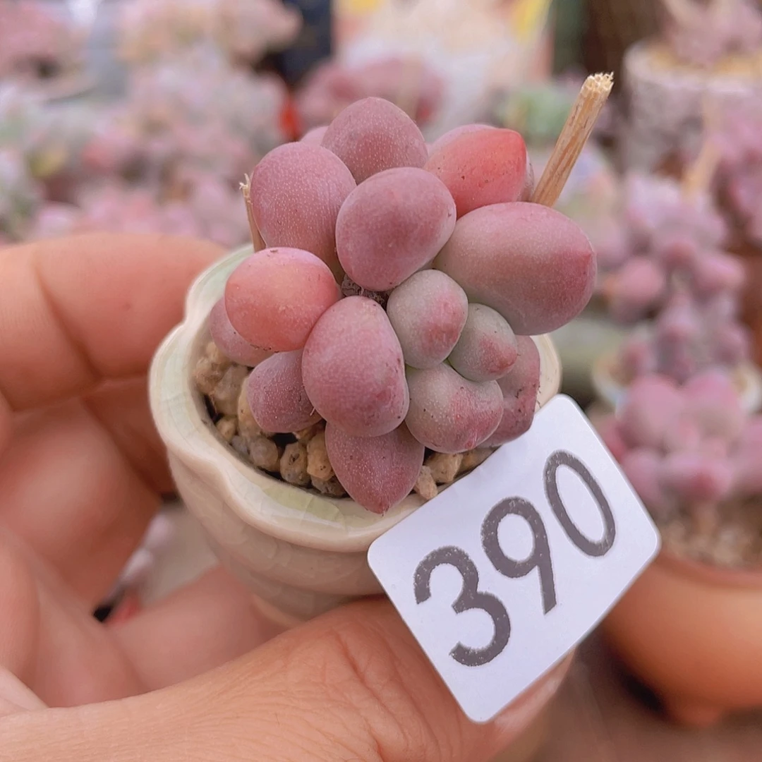 奶尖多肉植物多肉