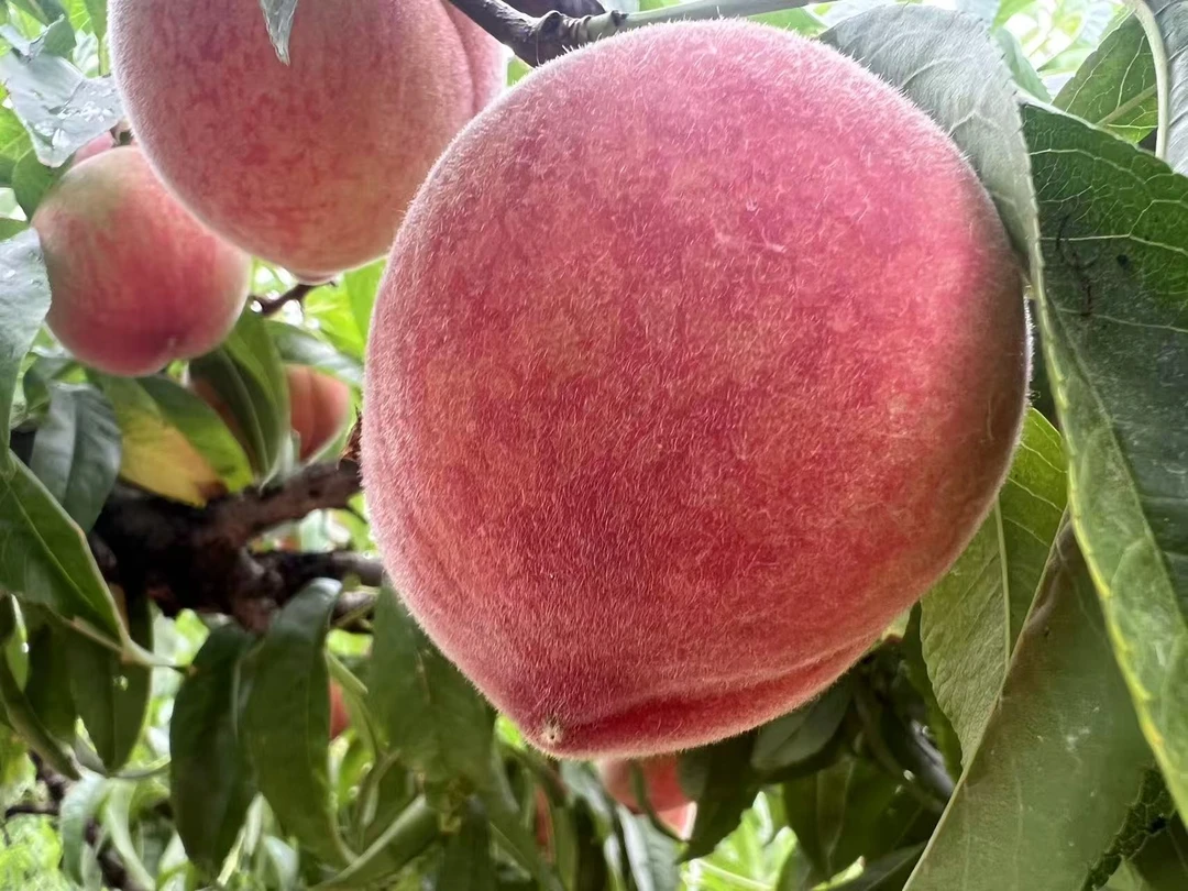 【顺丰包邮 现摘现发  】湖北随州当季毛桃  甜脆多汁 个大耐储