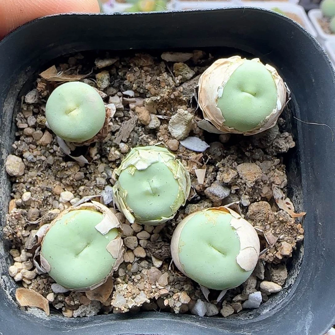 开播福利啊大型P嘴38169