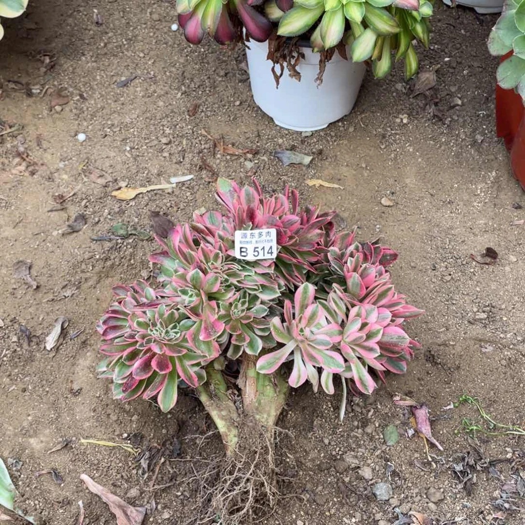 514粉女巫缀多肉法师断枝不包量