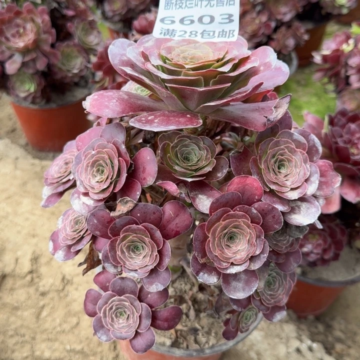 6603二号棚魅金玫瑰C