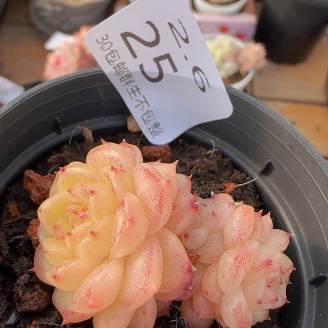 小脸麦秆双头一颗脱土