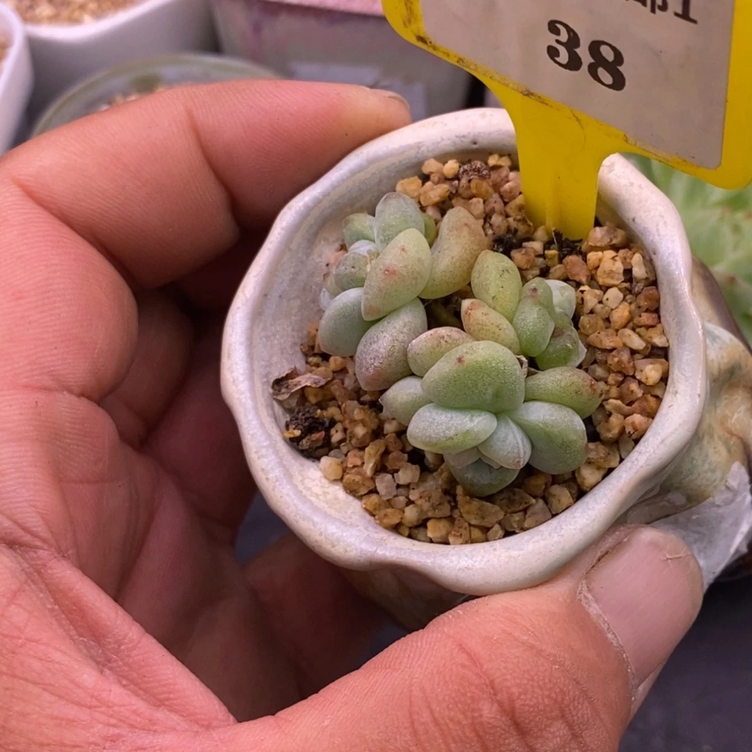 138福利，冰玉石化……