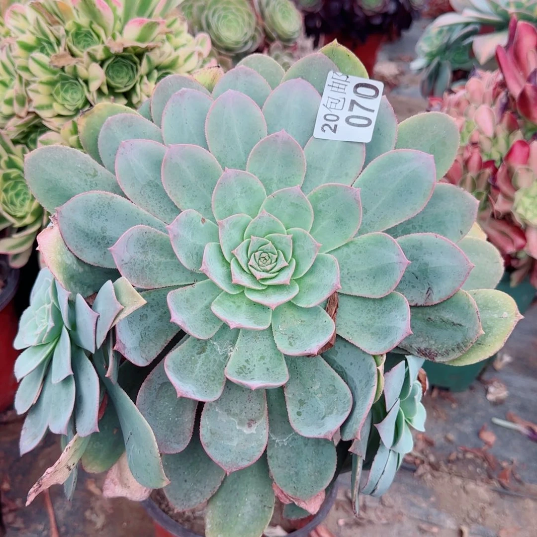 蓬莱阁多肉070满20包邮断枝不包