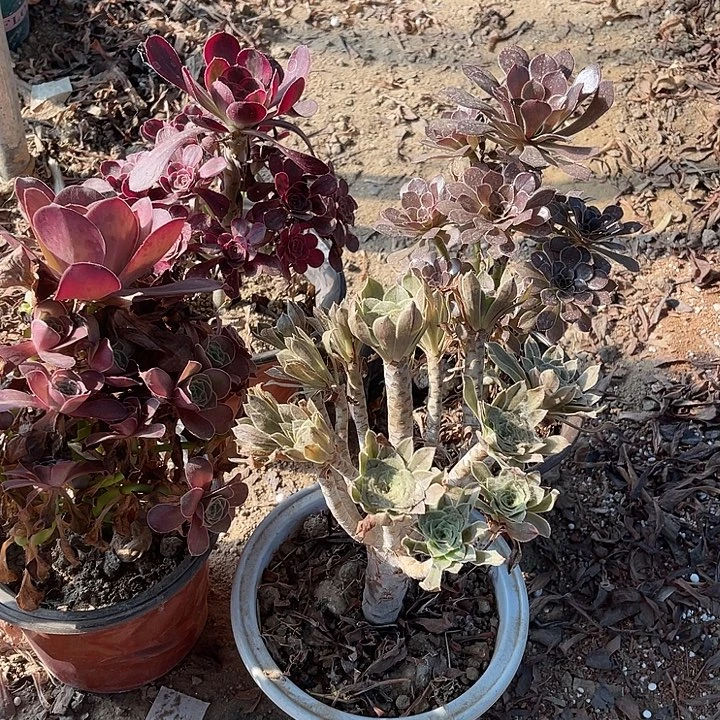 4棵玫瑰玫瑰玫瑰玫