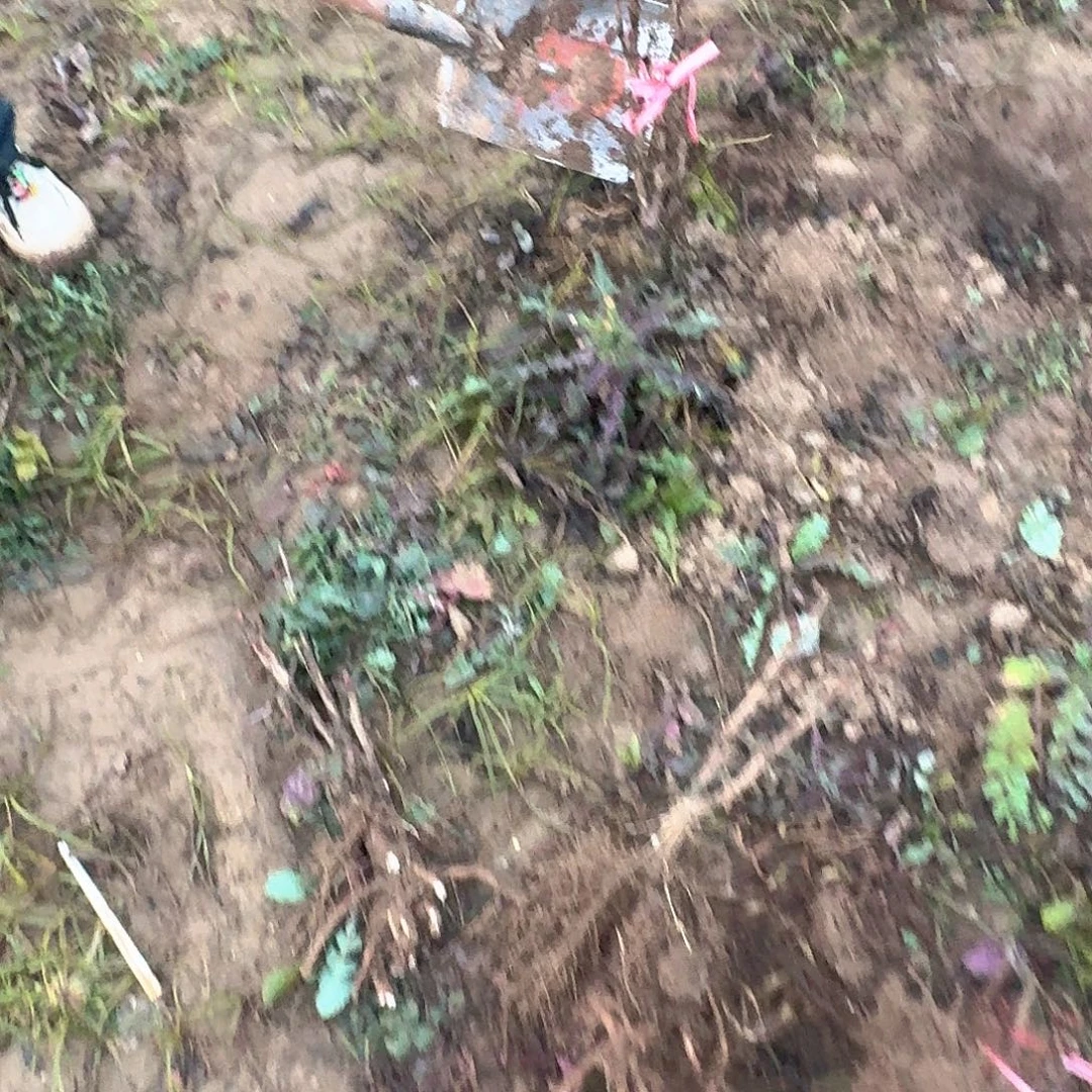 完全开放111111111