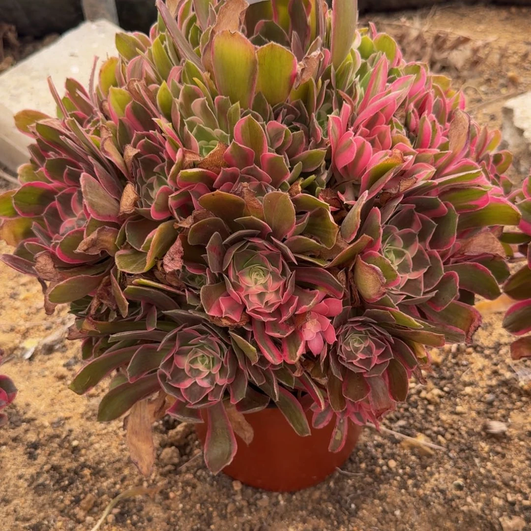 浓***郁812男神到秋天 多肉植物