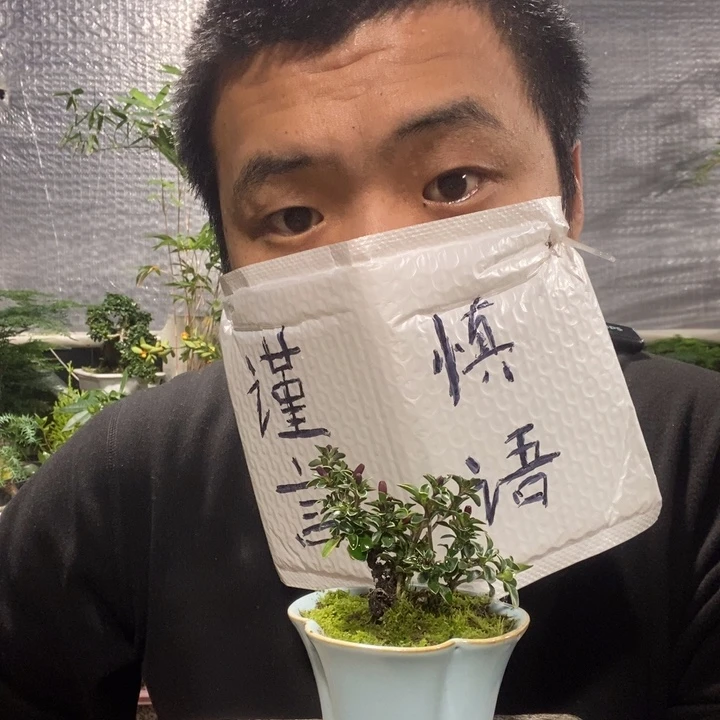 秋***雨以实际为准盆景绿植盆栽36