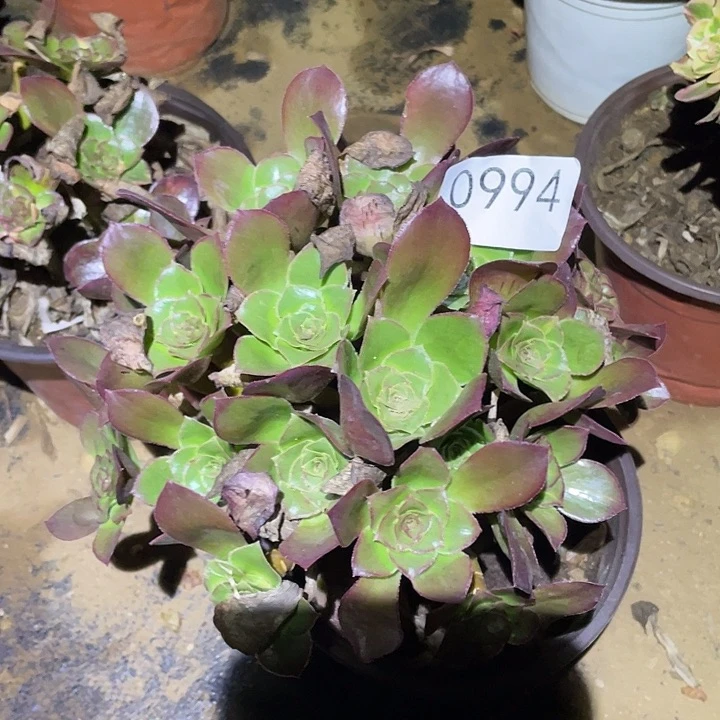 多肉植物法师994冰武士
